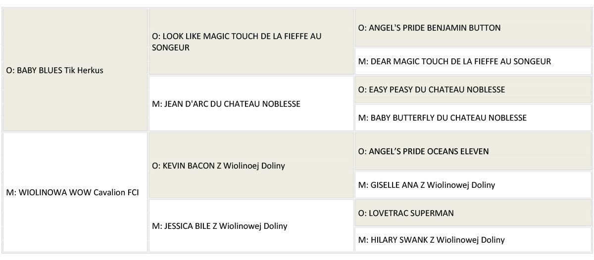 Jabbi rodowod www new