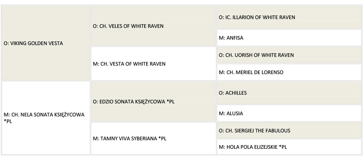 Carewicz rodowod www