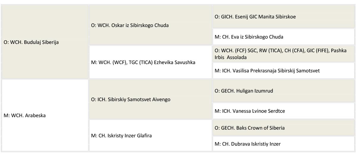 vanilia sky rodowod www